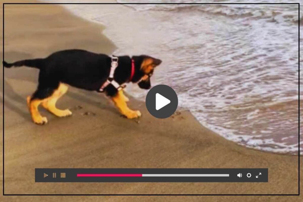 cagnolino vede mare, reazione