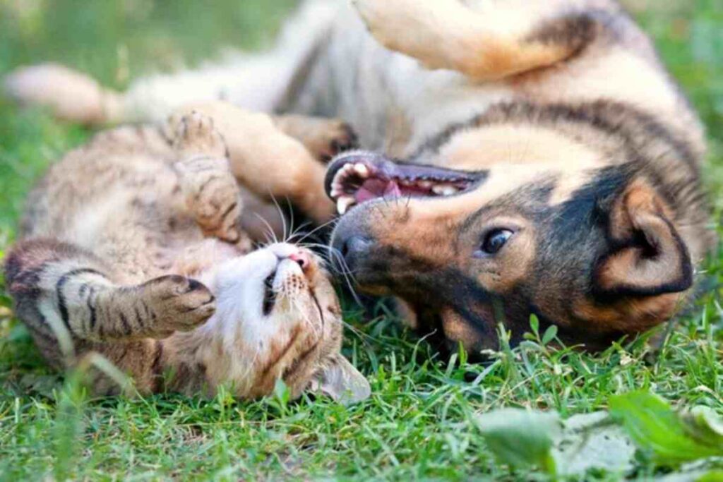 Come dare il farmaco al proprio cane o gatto