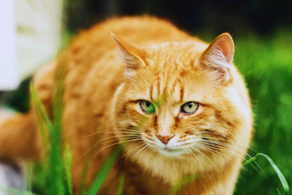 Gatti, 10 curiosità che non sai