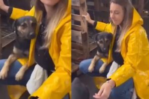 Il cane ripaga così la veterinaria che lo ha salvato